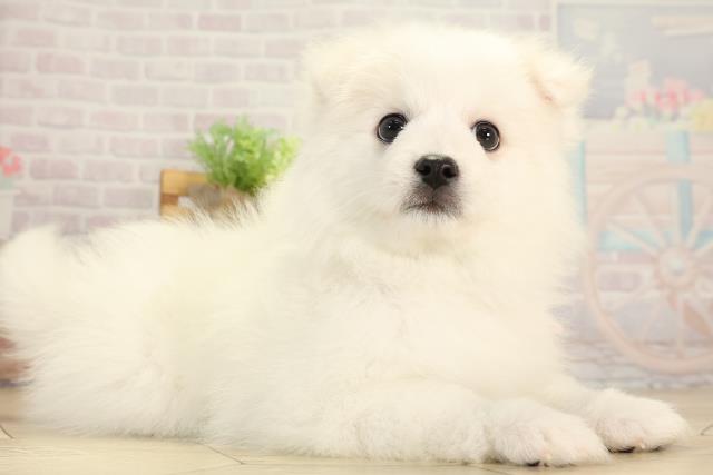 岐阜県の日本スピッツ (Coo&RIKU岐阜店/2025年12月18日生まれ/女の子/ホワイト)の子犬の2枚目の画像