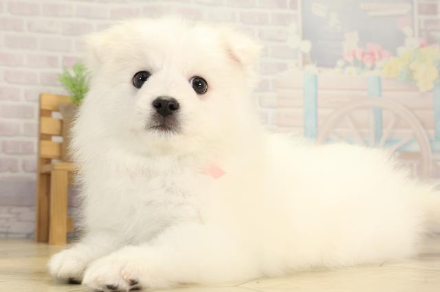 岐阜県の日本スピッツ (Coo&RIKU岐阜店/2025年12月18日生まれ/女の子/ホワイト)の子犬の3枚目の画像