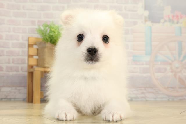 愛知県の日本スピッツ (Coo&RIKU春日井店/2025年12月18日生まれ/男の子/ホワイト)の子犬