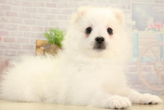 愛知県の日本スピッツ (Coo&RIKU春日井店/2025年12月18日生まれ/男の子/ホワイト)の子犬の2枚目の画像