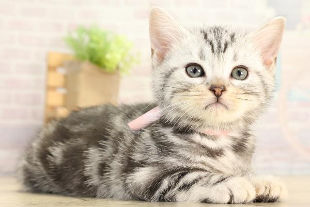 愛知県のアメリカンショートヘアー (Coo&RIKU春日井店/2025年12月21日生まれ/女の子/シルバータビー)の子猫の2枚目の画像