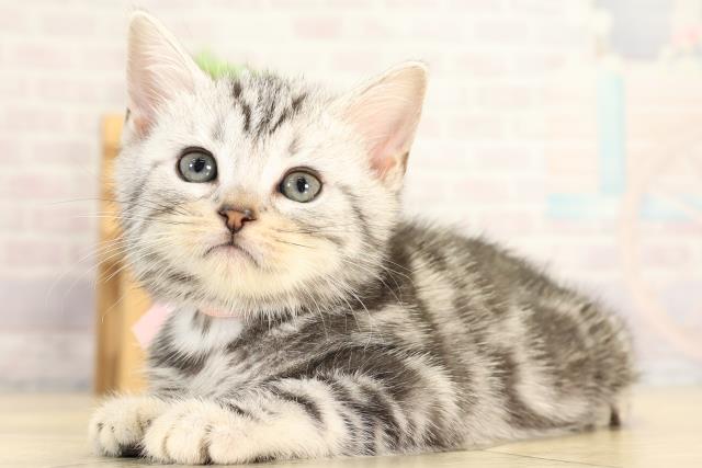 愛知県のアメリカンショートヘアー (Coo&RIKU春日井店/2025年12月21日生まれ/女の子/シルバータビー)の子猫の3枚目の画像