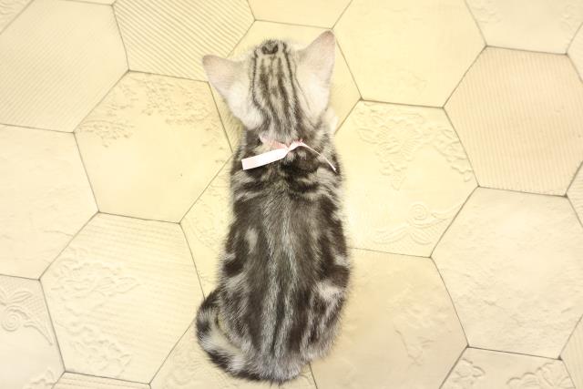 愛知県のアメリカンショートヘアー (Coo&RIKU春日井店/2025年12月21日生まれ/女の子/シルバータビー)の子猫の4枚目の画像