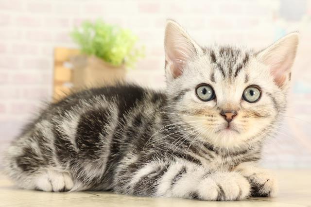 愛知県のアメリカンショートヘアー (Coo&RIKU名古屋みなと店/2025年12月21日生まれ/男の子/シルバータビー)の子猫の2枚目の画像