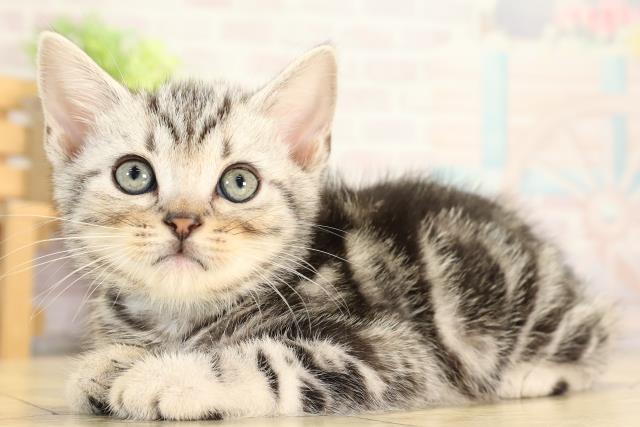 愛知県のアメリカンショートヘアー (Coo&RIKU名古屋みなと店/2025年12月21日生まれ/男の子/シルバータビー)の子猫の3枚目の画像