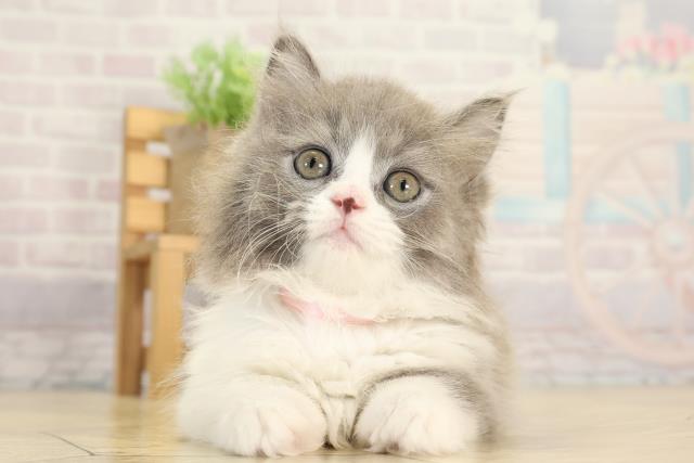 愛知県のマンチカン (Coo&RIKU東海一宮店/2025年12月20日生まれ/女の子/ブルータビーホワイト)の子猫の1枚目の画像