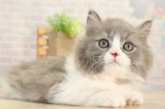 愛知県のマンチカン (Coo&RIKU東海一宮店/2025年12月20日生まれ/女の子/ブルータビーホワイト)の子猫の2枚目の画像