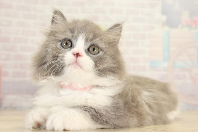 愛知県のマンチカン (Coo&RIKU東海一宮店/2025年12月20日生まれ/女の子/ブルータビーホワイト)の子猫の3枚目の画像