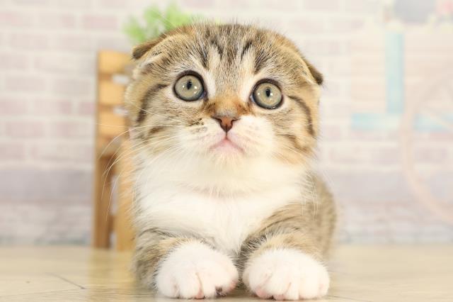 岐阜県のスコティッシュフォールド (Coo&RIKU岐阜店/2025年12月16日生まれ/女の子/ブラウンタビーホワイト)の子猫の1枚目の画像