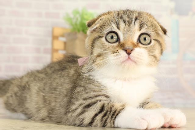 岐阜県のスコティッシュフォールド (Coo&RIKU岐阜店/2025年12月16日生まれ/女の子/ブラウンタビーホワイト)の子猫の2枚目の画像