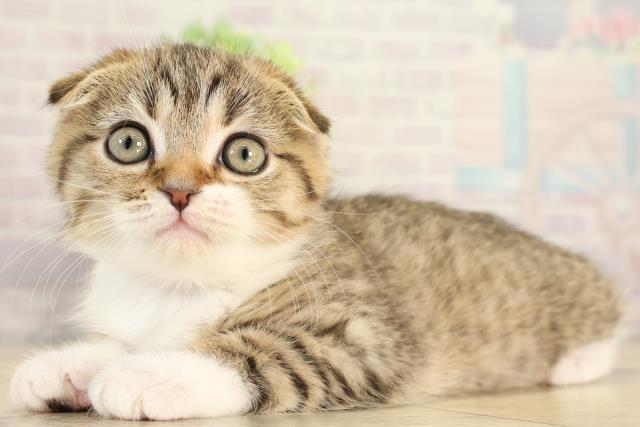 岐阜県のスコティッシュフォールド (Coo&RIKU岐阜店/2025年12月16日生まれ/女の子/ブラウンタビーホワイト)の子猫の3枚目の画像