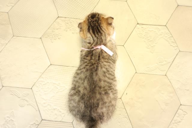 岐阜県のスコティッシュフォールド (Coo&RIKU岐阜店/2025年12月16日生まれ/女の子/ブラウンタビーホワイト)の子猫の4枚目の画像