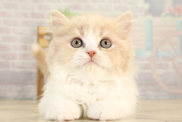 三重県のスコティッシュフォールド (Coo&RIKU四日市店/2025年12月18日生まれ/女の子/クリームタビーホワイト)の子猫の1枚目の画像