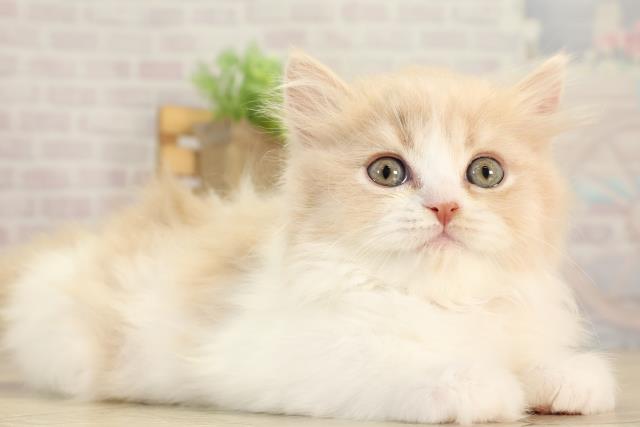 三重県のスコティッシュフォールド (Coo&RIKU四日市店/2025年12月18日生まれ/女の子/クリームタビーホワイト)の子猫の2枚目の画像