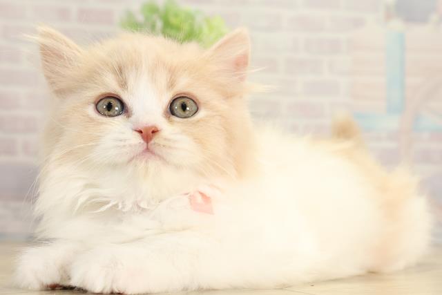 三重県のスコティッシュフォールド (Coo&RIKU四日市店/2025年12月18日生まれ/女の子/クリームタビーホワイト)の子猫の3枚目の画像