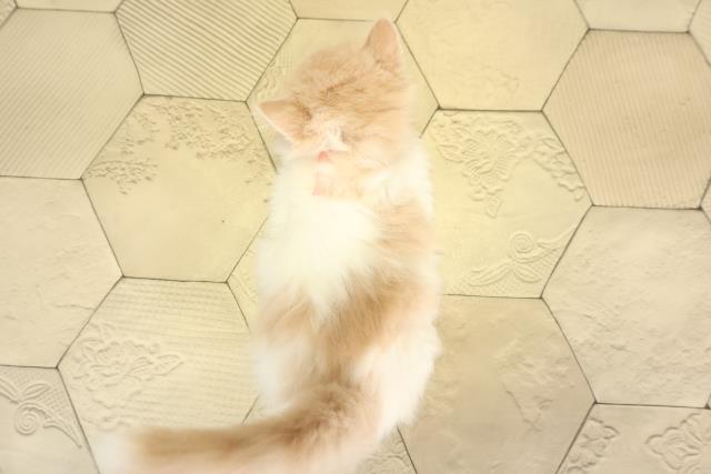 三重県のスコティッシュフォールド (Coo&RIKU四日市店/2025年12月18日生まれ/女の子/クリームタビーホワイト)の子猫の4枚目の画像