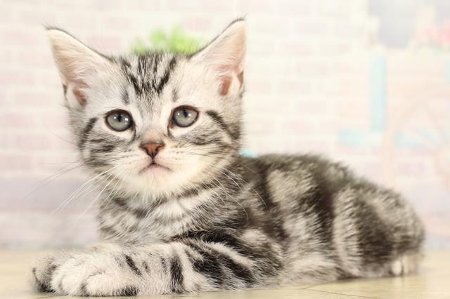 三重県のアメリカンショートヘアー (Coo&RIKU四日市店/2025年12月17日生まれ/男の子/シルバータビー)の子猫の3枚目の画像