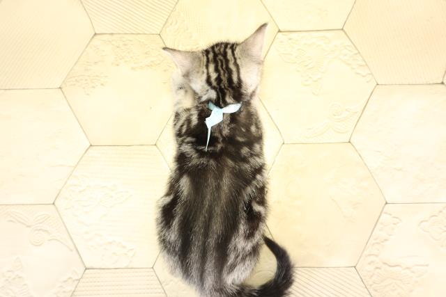 三重県のアメリカンショートヘアー (Coo&RIKU四日市店/2025年12月17日生まれ/男の子/シルバータビー)の子猫の4枚目の画像