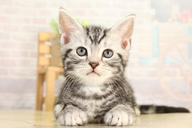 岐阜県のアメリカンショートヘアー (Coo&RIKU岐阜店/2025年12月17日生まれ/男の子/シルバータビー)の子猫の1枚目の画像