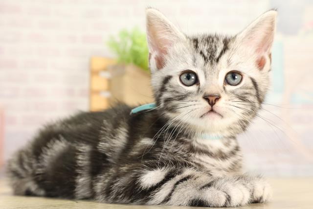 岐阜県のアメリカンショートヘアー (Coo&RIKU岐阜店/2025年12月17日生まれ/男の子/シルバータビー)の子猫の2枚目の画像