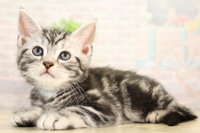 岐阜県のアメリカンショートヘアー (Coo&RIKU岐阜店/2025年12月17日生まれ/男の子/シルバータビー)の子猫の3枚目の画像