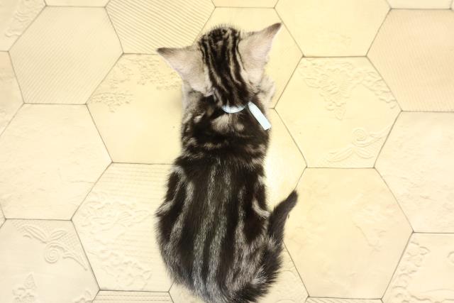 岐阜県のアメリカンショートヘアー (Coo&RIKU岐阜店/2025年12月17日生まれ/男の子/シルバータビー)の子猫の4枚目の画像