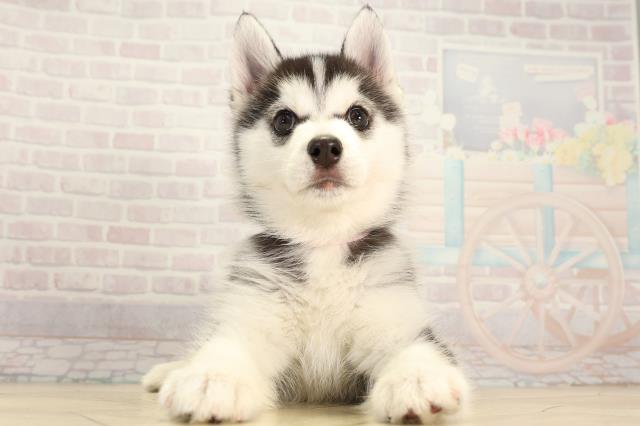 三重県のシベリアンハスキー (Coo&RIKU津高茶屋店/2025年12月19日生まれ/女の子/ブラックホワイト)の子犬の1枚目の画像