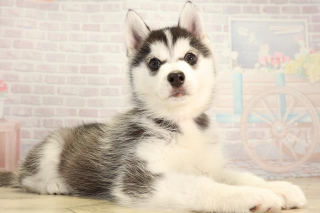 三重県のシベリアンハスキー (Coo&RIKU津高茶屋店/2025年12月19日生まれ/女の子/ブラックホワイト)の子犬の2枚目の画像