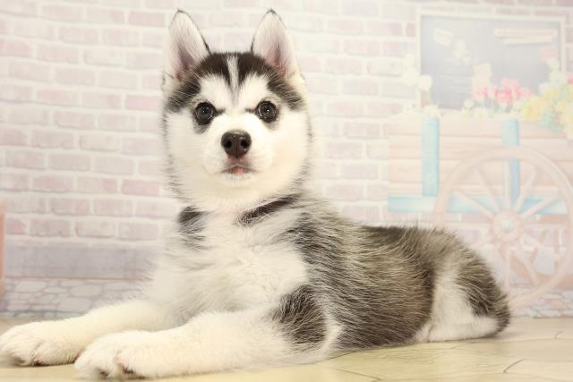 三重県のシベリアンハスキー (Coo&RIKU津高茶屋店/2025年12月19日生まれ/女の子/ブラックホワイト)の子犬の3枚目の画像