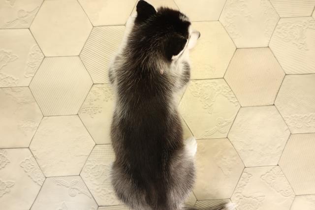 三重県のシベリアンハスキー (Coo&RIKU津高茶屋店/2025年12月19日生まれ/女の子/ブラックホワイト)の子犬の4枚目の画像