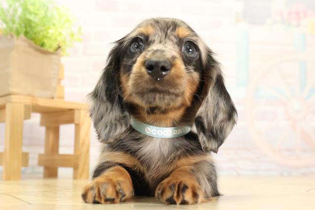 三重県のミニチュアダックスフンド(ロング) (Coo&RIKU津高茶屋店/2025年12月20日生まれ/男の子/シルバーダップル)の子犬の1枚目の画像