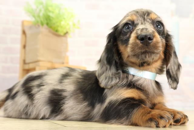 三重県のミニチュアダックスフンド(ロング) (Coo&RIKU津高茶屋店/2025年12月20日生まれ/男の子/シルバーダップル)の子犬の2枚目の画像