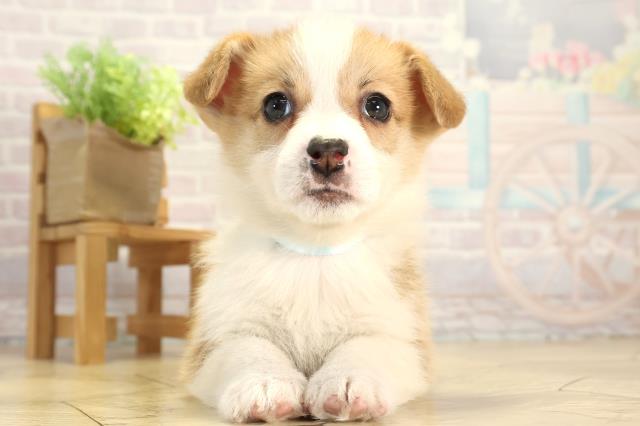 岐阜県のウェルシュコーギーペンブローク (Coo&RIKU岐阜店/2025年12月20日生まれ/男の子/レッドホワイト)の子犬の1枚目の画像