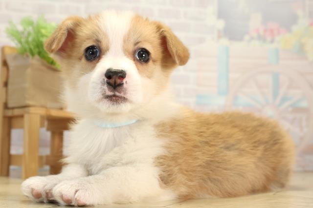 岐阜県のウェルシュコーギーペンブローク (Coo&RIKU岐阜店/2025年12月20日生まれ/男の子/レッドホワイト)の子犬の3枚目の画像