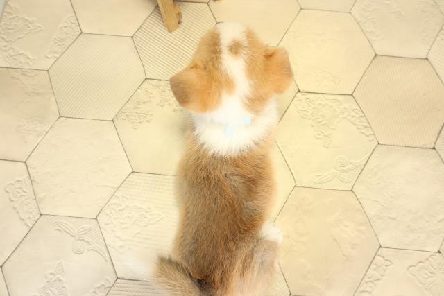 岐阜県のウェルシュコーギーペンブローク (Coo&RIKU岐阜店/2025年12月20日生まれ/男の子/レッドホワイト)の子犬の4枚目の画像