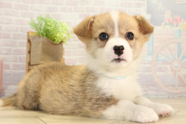 愛知県のウェルシュコーギーペンブローク (Coo&RIKU東海一宮店/2025年12月20日生まれ/男の子/レッドホワイト)の子犬の2枚目の画像