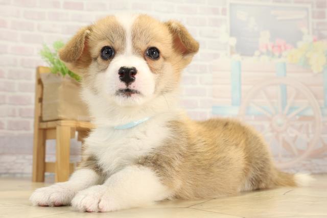 愛知県のウェルシュコーギーペンブローク (Coo&RIKU東海一宮店/2025年12月20日生まれ/男の子/レッドホワイト)の子犬の3枚目の画像