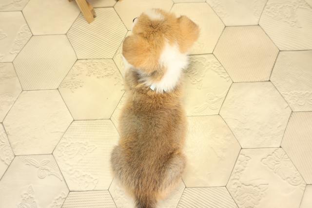 愛知県のウェルシュコーギーペンブローク (Coo&RIKU東海一宮店/2025年12月20日生まれ/男の子/レッドホワイト)の子犬の4枚目の画像