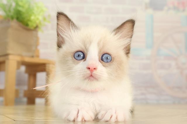 岐阜県のラグドール (Coo&RIKU岐南店/2025年12月21日生まれ/女の子/シールポイントバイカラー)の子猫の1枚目の画像