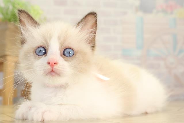 岐阜県のラグドール (Coo&RIKU岐南店/2025年12月21日生まれ/女の子/シールポイントバイカラー)の子猫の3枚目の画像