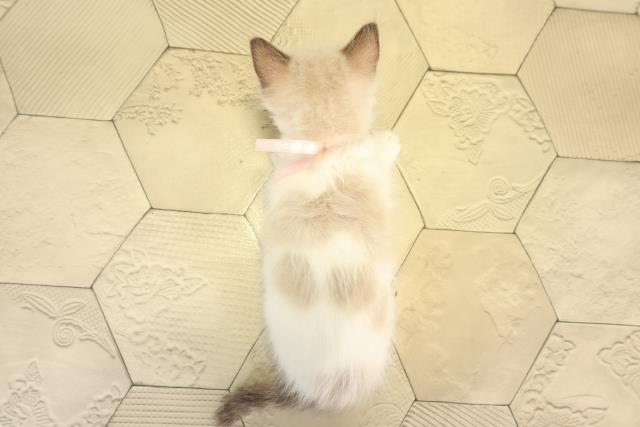 岐阜県のラグドール (Coo&RIKU岐南店/2025年12月21日生まれ/女の子/シールポイントバイカラー)の子猫の4枚目の画像