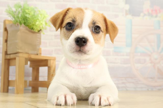 三重県のジャックラッセルテリア (Coo&RIKU津高茶屋店/2025年12月20日生まれ/女の子/タンホワイト)の子犬の1枚目の画像