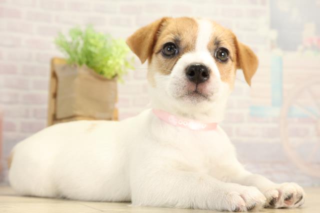 三重県のジャックラッセルテリア (Coo&RIKU津高茶屋店/2025年12月20日生まれ/女の子/タンホワイト)の子犬の2枚目の画像