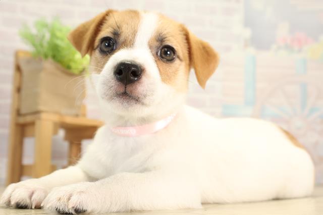 三重県のジャックラッセルテリア (Coo&RIKU津高茶屋店/2025年12月20日生まれ/女の子/タンホワイト)の子犬の3枚目の画像