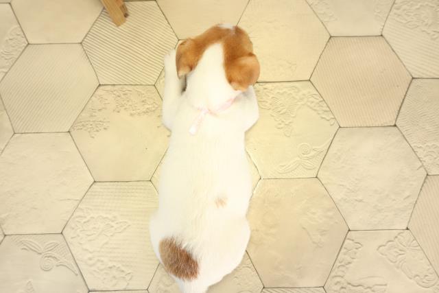 三重県のジャックラッセルテリア (Coo&RIKU津高茶屋店/2025年12月20日生まれ/女の子/タンホワイト)の子犬の4枚目の画像