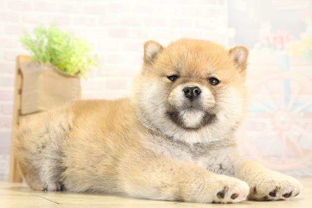 岐阜県の柴犬(標準サイズ) (Coo&RIKU岐阜店/2025年12月19日生まれ/男の子/赤)の子犬の2枚目の画像