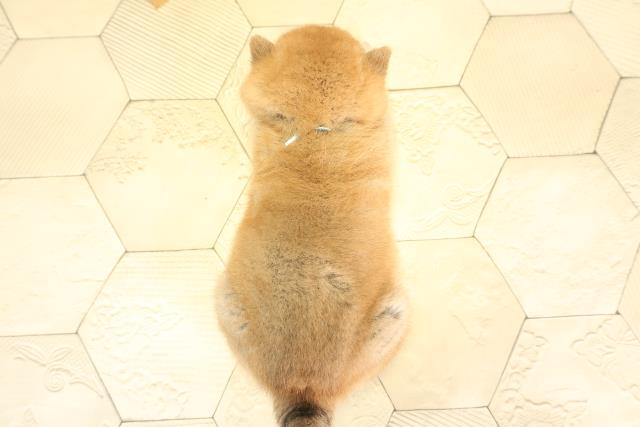 岐阜県の柴犬(標準サイズ) (Coo&RIKU岐阜店/2025年12月19日生まれ/男の子/赤)の子犬の4枚目の画像