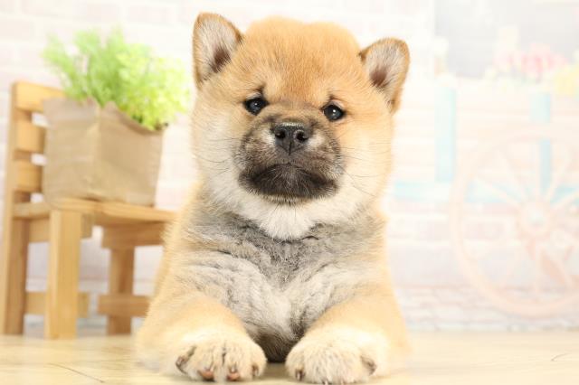 岐阜県の柴犬(標準サイズ) (Coo&RIKU岐阜店/2025年12月20日生まれ/男の子/赤)の子犬の1枚目の画像