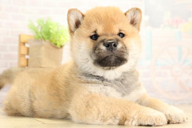 岐阜県の柴犬(標準サイズ) (Coo&RIKU岐阜店/2025年12月20日生まれ/男の子/赤)の子犬の2枚目の画像