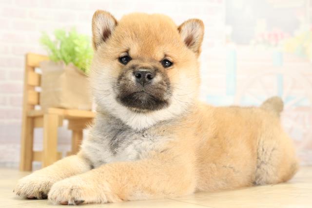 岐阜県の柴犬(標準サイズ) (Coo&RIKU岐阜店/2025年12月20日生まれ/男の子/赤)の子犬の3枚目の画像